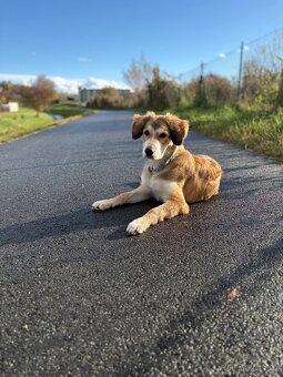 6 měsíční štěně - 2