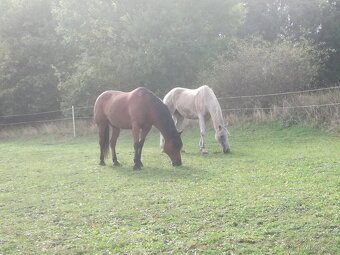 Ustájení koní - 2