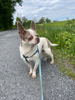 Hledám nový domov - 2