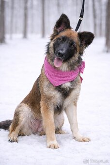 Cashmire hledá domov - 2