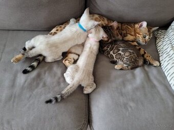 Bengálská kočka s PP - 2