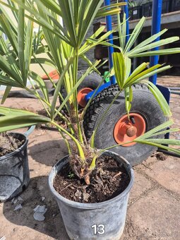 Trachycarpus fortunei Bulgaria - 2