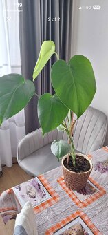 Monstera pokojová rostlina - 2