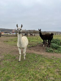 Lama krotká - 2