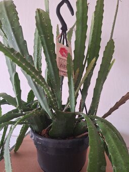 Fylokaktus 1x krásná rostlina - 2