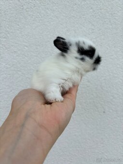 🐰 Nabízíme k rezervaci zakrslých zajíčků - 2