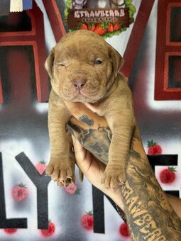 American Bully Xl - 2
