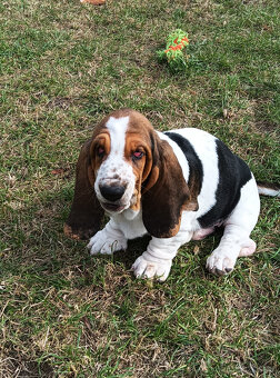 Basset Hound štěňátko s PP z Pardubicka - 2