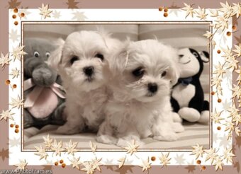 Maltézský psík s PP FCI - 2