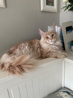 Mainská mývalí s pp - 2