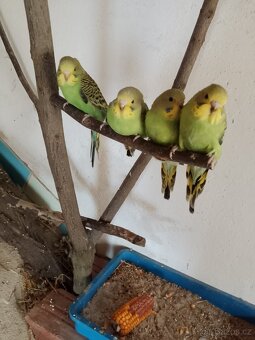 Prodám mladé andulky vlnkované - 2