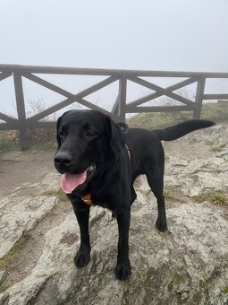 Černý labrador krytí - 2
