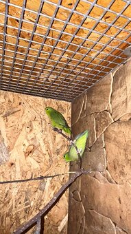 Papoušíček vrabčí a šedokřídlý. - 2