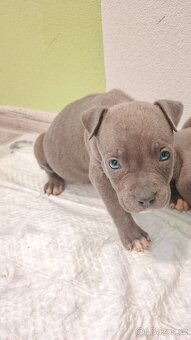 Stafordšírský bulteriér - 2