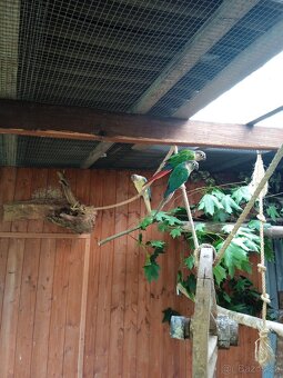 Pyrura Zelenolici - 2