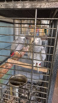 Žako šedý velký - 2