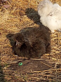 Kohoutek USA hedvabnicka - 2