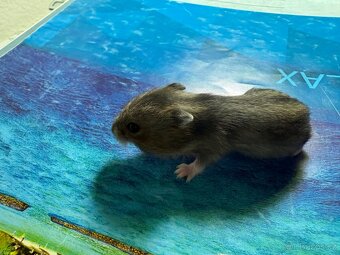 Křeček džungarský (mláďata) - 2