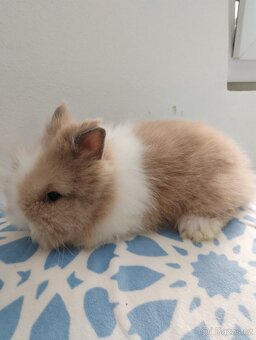 Prodám samečka zakrslého Teddy - 2
