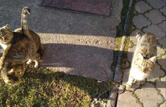 Zdarma kočka nabo kocour, nejlepe oba. - 2