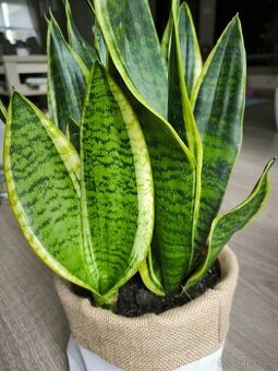 Sansevieria futura superb - 2