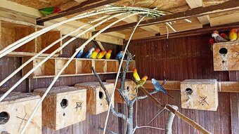 Prodám Agapornis - 2
