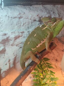 Terarium včetně chameleona - 2