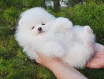 Pomeranian-mini - 2
