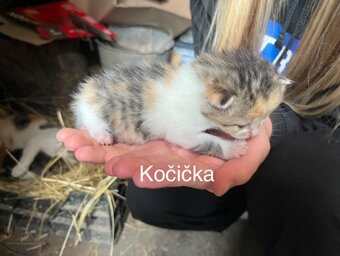 Daruji koťátka do dobrých rukou❤️ - 2