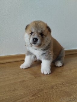 Štěňata Akita inu - 2