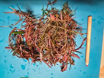 Prodám akvarijní rostliny (Rotala hra, mech, BUCEPHALANDRA - 2