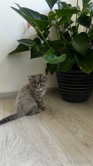 Jedinečné šedivé kotě Ragdoll hledá svůj nový domov 🐾 - 2