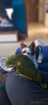 Briewer terier ke krytí - 2