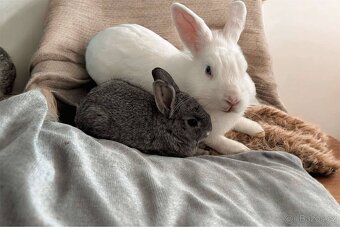 Zakrslý králík šedý - 2