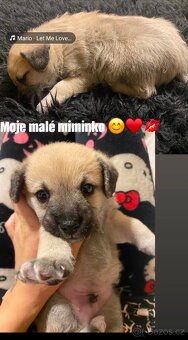 Měsíční štěně - 2