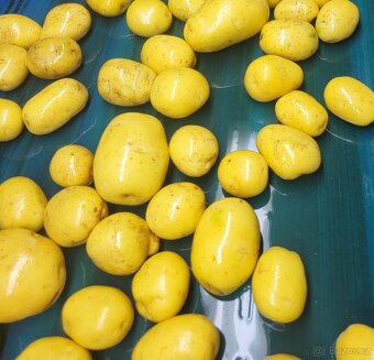 Konzumní brambory - 2