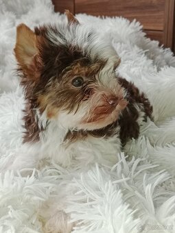 Jorkšírský teriér - 2