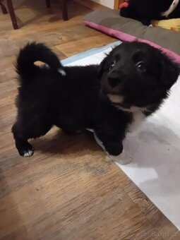 Border kolie bez PP - 2