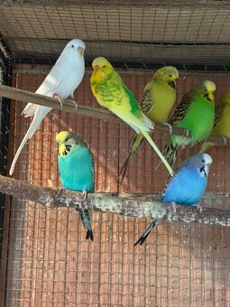 Andulky výstavní - 2