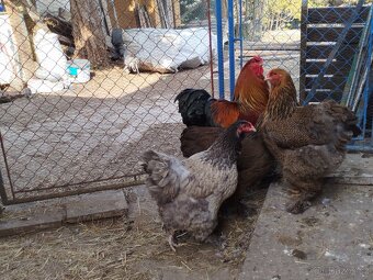 Brahmánka Velká koroptví - 2