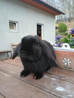 Zakrslý beránek sameček černý - 2