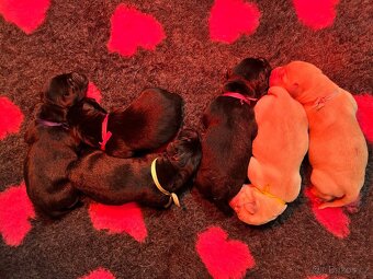 Labrador retriever - 2