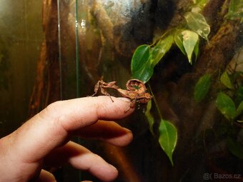 Strašilka australská (Extatosoma tiaratum) - 2