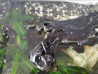 Čolek mečoocasý - Cynops ensicauda - 2 mláďata - 2