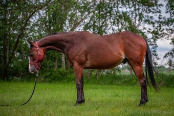 Krásný a ultra hodný QH hřebec, TOP původ reining,cowhorse - 2