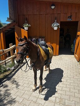 Predam pony valacha - 2