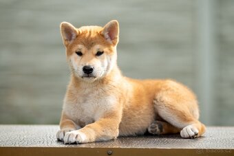Štěňata Shiba Inu s PP ČMKU/FCI - 2