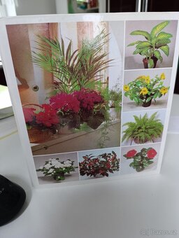 Pokojové květiny od A po Z - 2