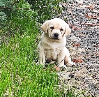 Nabídka štěňat labradorského retrievera - 2