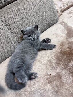 Britská koťátka - 2